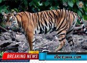 Mengenal Kearifan Lokal tentang Harimau Sumatradalam Peringatan Global Tiger Day 2025