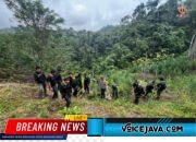Operasi Gabungan Polda Sumsel Bongkar Ladang Ganja 20 Hektar di Empat Lawang, 220 Kg Ganja dan Bandar Utama Ditangkap