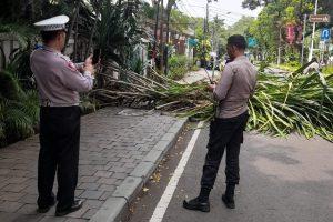 Kanit Sabhara Memberikan Pelayanan Lintasan Jalan Teuku Umar Menteng Dengan Adanya Pohon Tumbang