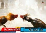 Warga Beberkan Dugaan Praktik Perjudian Sabung Ayam di Dusun Garit, Diduga Kepolisian Banyuwangi Terima Jatah untuk bungkam