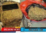 POLDA METRO JAYA MENGGAGALKAN PEREDARAN 3,4 KG GANJA DI WILAYAH DEPOK